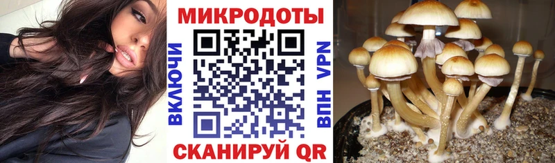 кракен зеркало  Буй  Галлюциногенные грибы Psilocybe 
